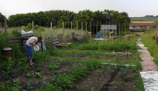 Our old allotment