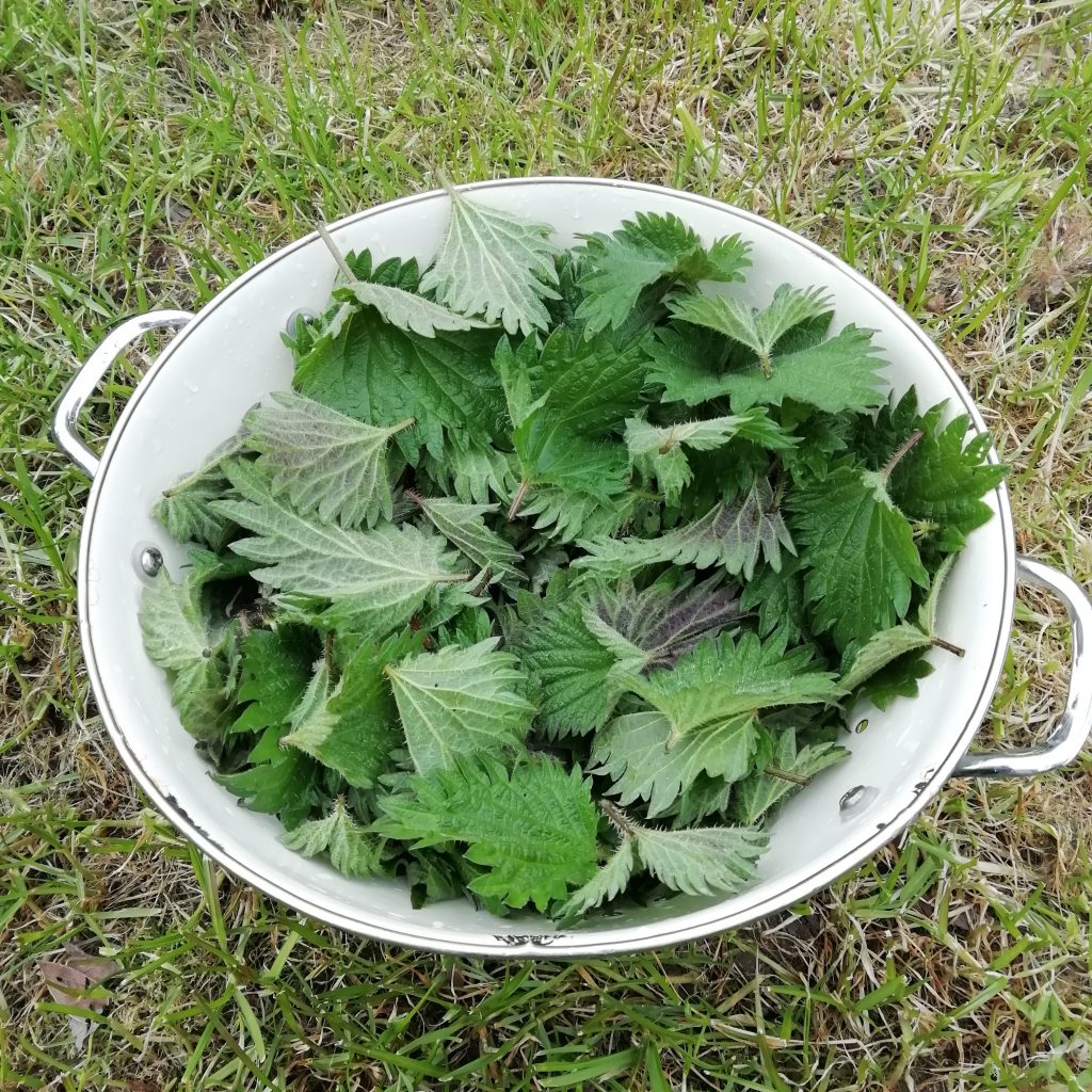 Spring Nettles