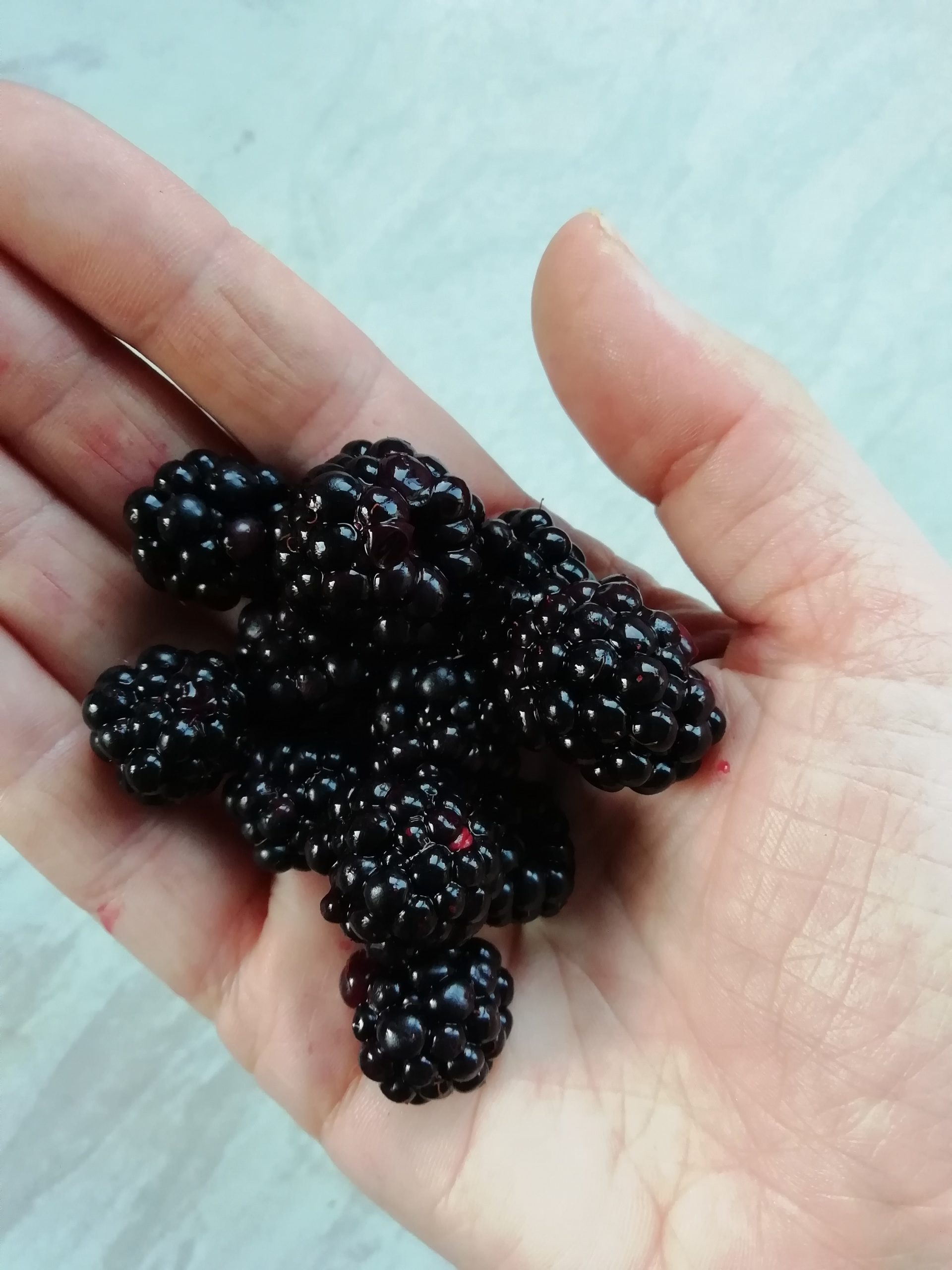 Blackberries