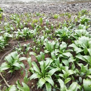 Wild garlic