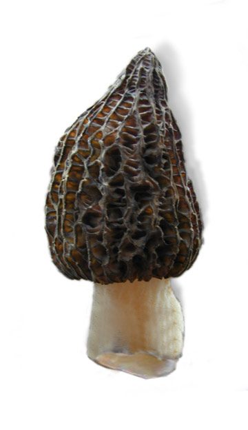 morel