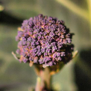 Purple Sprouting Broccoli