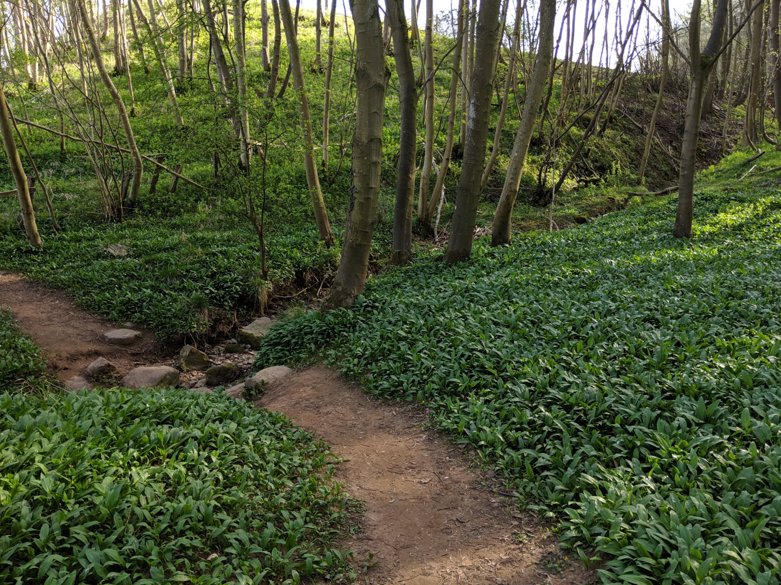 Woodland and ramsons