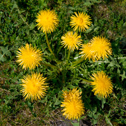 Dandelion plant