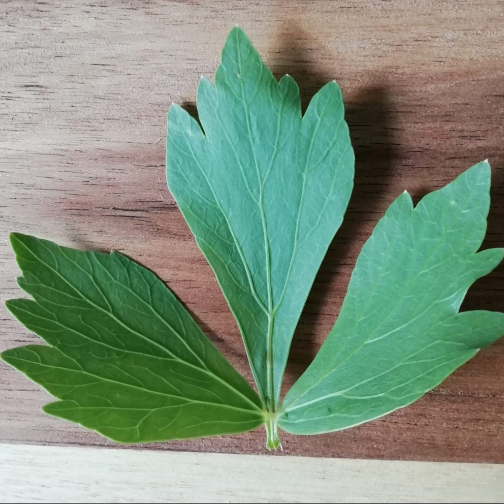 lovage leaf