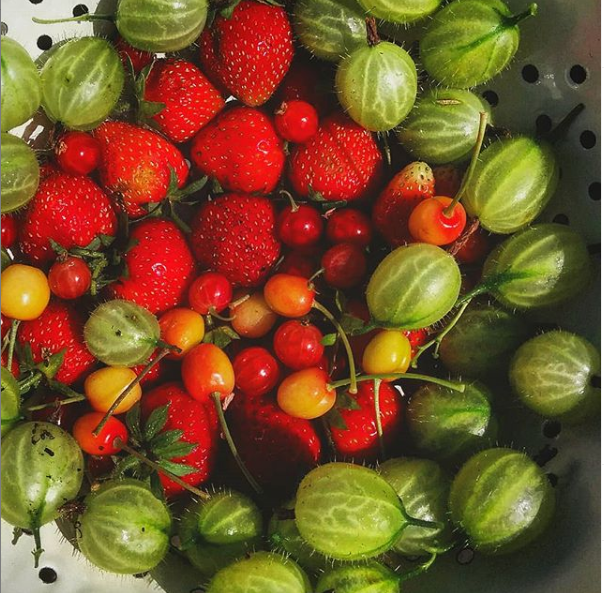 Gooseberries, strawberries and cherries