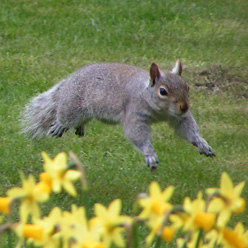 Grey Squirrel