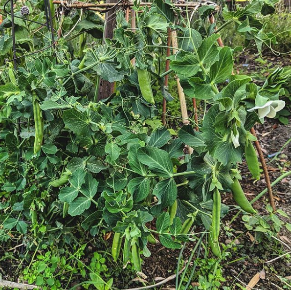 Peas growing in the garden