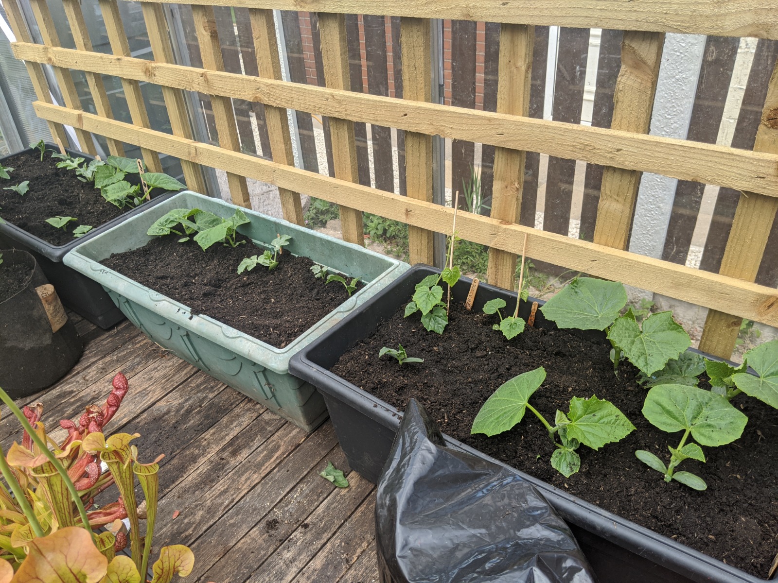 Growing courgettes in pots