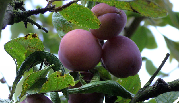 Plums growing on the tree