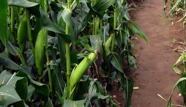 Sweetcorn ripening in the field