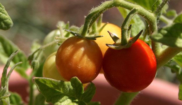 Tomatoes growing on the vine