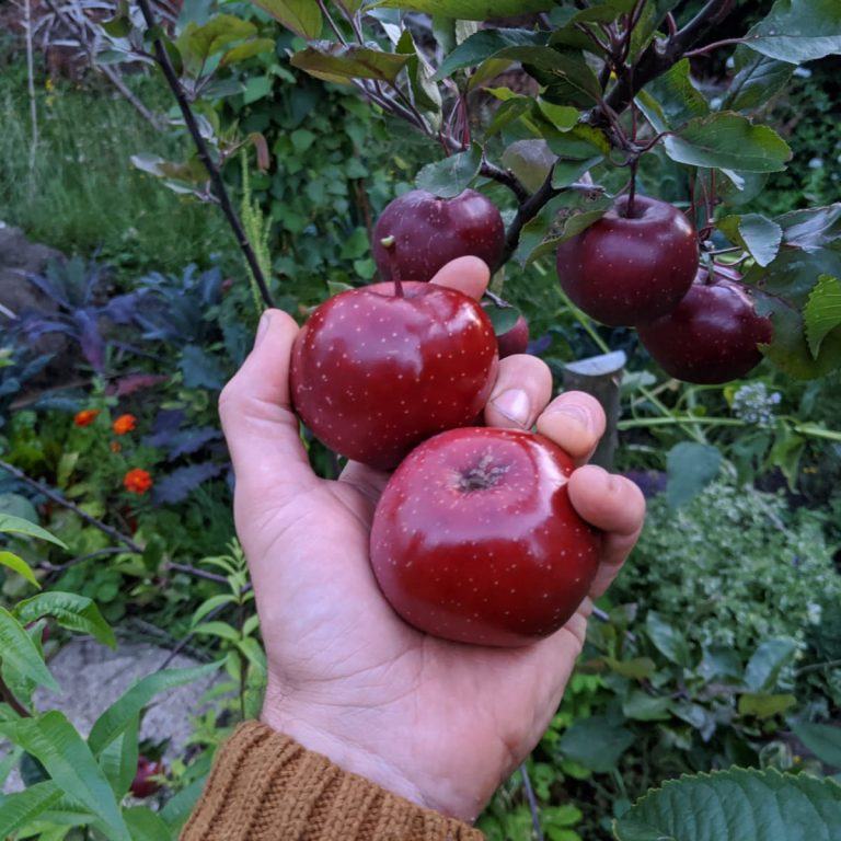 Eating apples