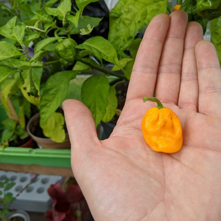 Habanero chillies