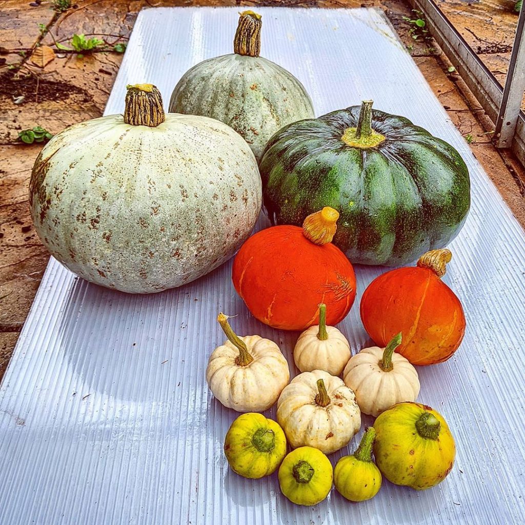 Selection of pumpkins