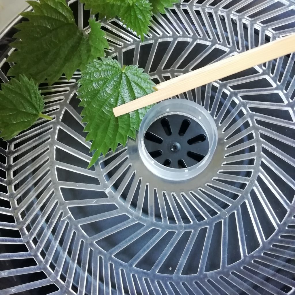 Placing nettles in the dehydrator