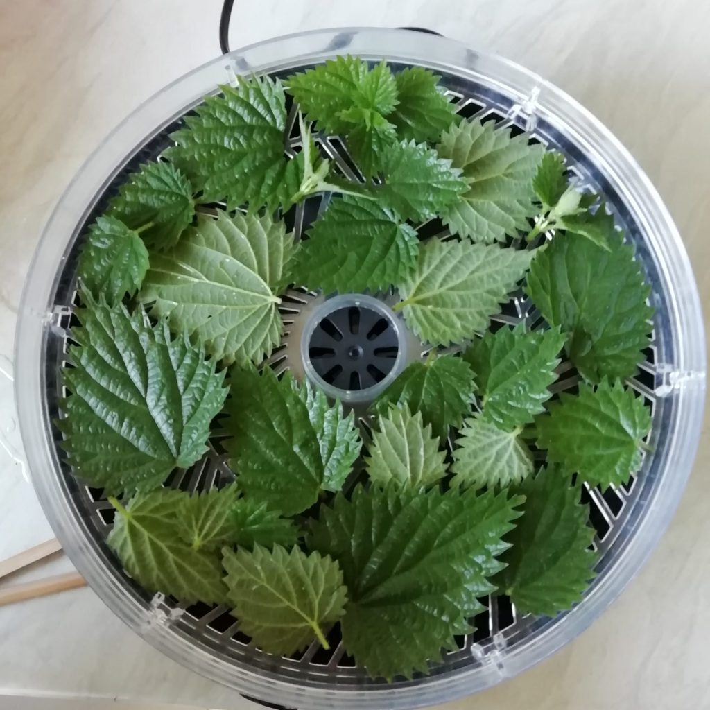 Drying nettles