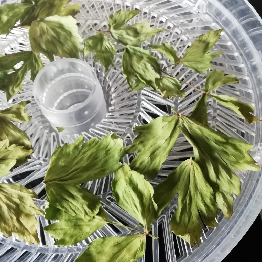 Drying lovage leaves