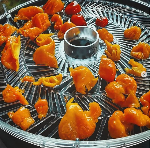 Drying habanero chilles