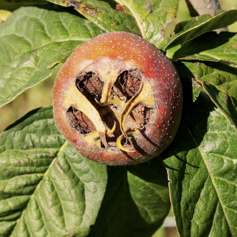 Medlar fruit