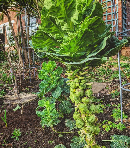 Sprouts in the food forest