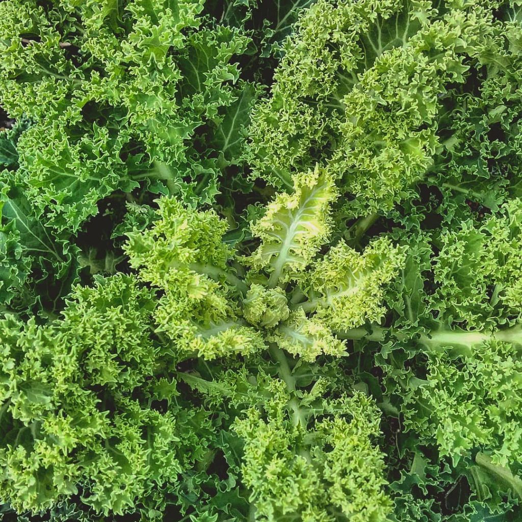 Curly Kale leaves