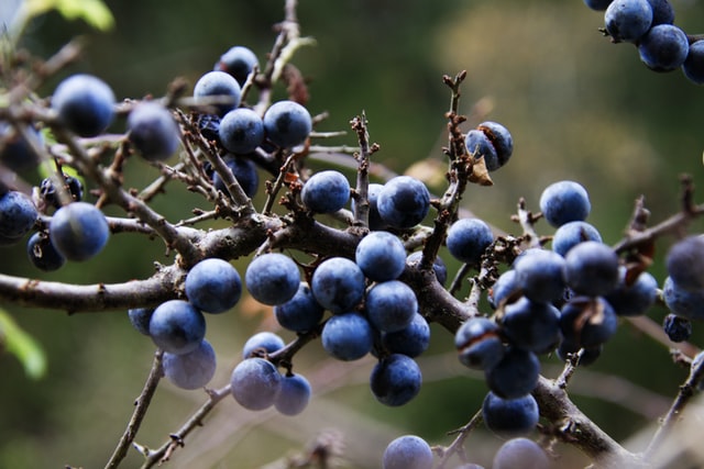 Sloe Berries