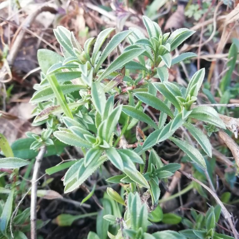 Winter Savory