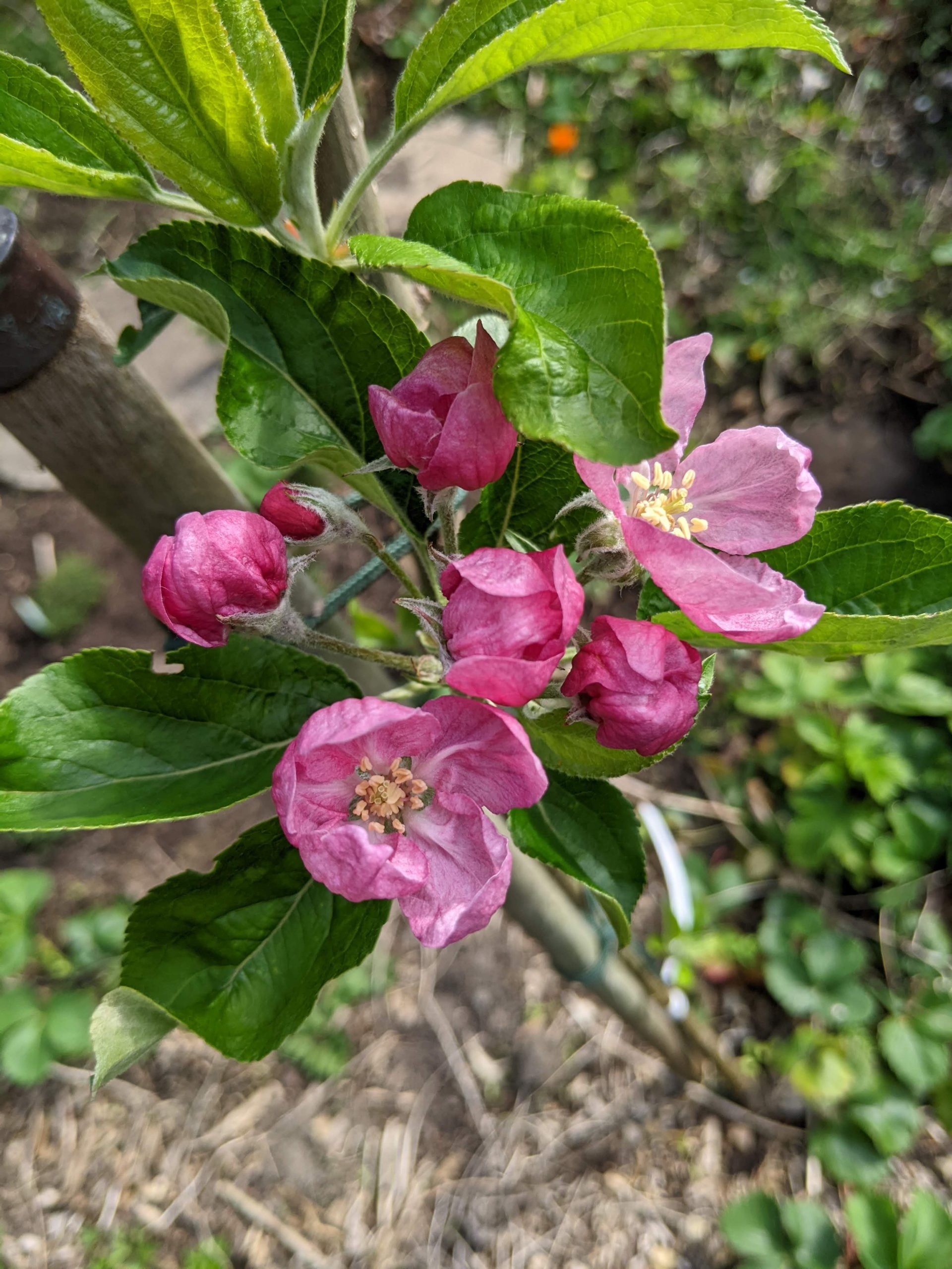 Apple Tree Blossom
