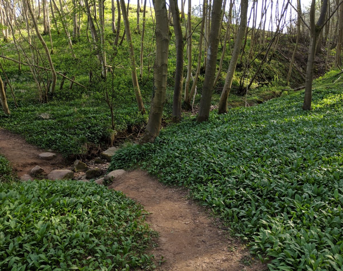 Woodland and ramsons