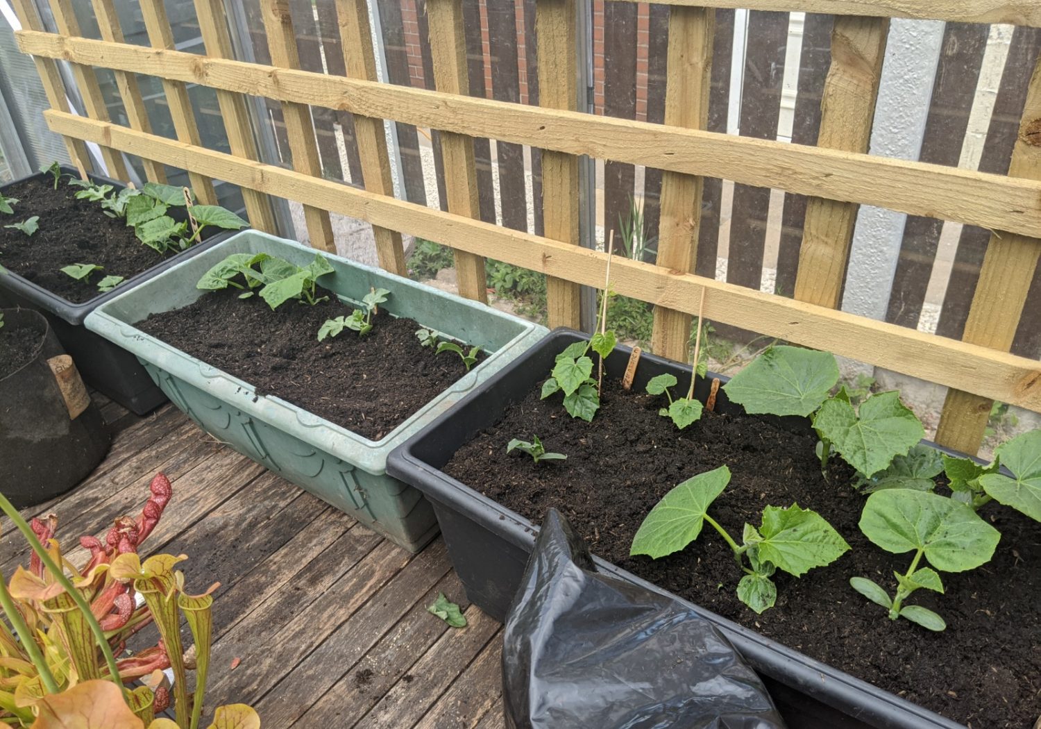 Growing courgettes in pots